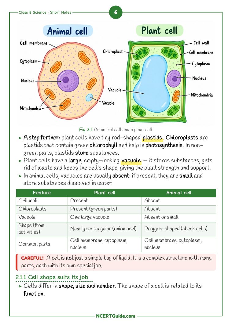 Class 8 Science (Curiosity) Chapter 2: The Invisible Living World: Beyond Our Naked Eye – real page from the NCERT Guide book