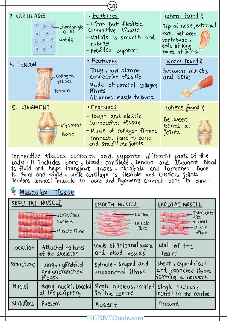 Class 9 Science (Exploration) Chapter 3: Tissues in Action – real page from the NCERT Guide book