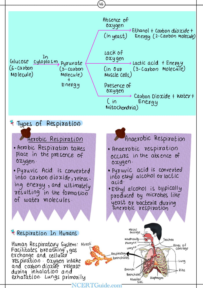 Class 10 Science Short Notes 2026-27 – inside page 4
